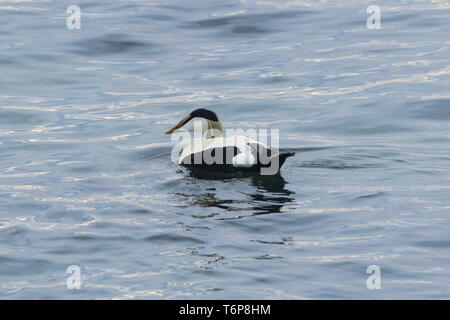 Mousehole, Cornwall, UK. 2nd May 2019. UK Weather.  Mild with calm seas this morning at Mousehole,  for this smart looking male Eider duck close into the shore at sunrise. Credit Simon Maycock / Alamy Live News. Stock Photo