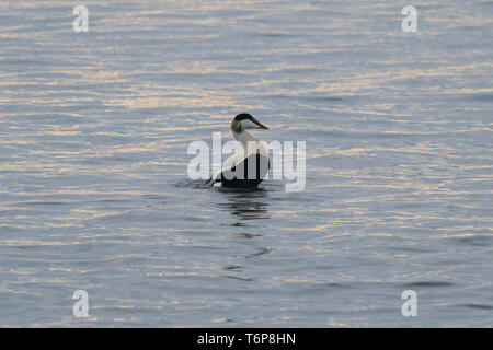 Mousehole, Cornwall, UK. 2nd May 2019. UK Weather.  Mild with calm seas this morning at Mousehole,  for this smart looking male Eider duck close into the shore at sunrise. Credit Simon Maycock / Alamy Live News. Stock Photo