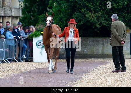 Badminton, Gloucestershire, UK. 02nd May, 2019. Emily King. GBR. Dargun. Trot Up. Mitsubishi Motors Badminton Horse Trials. Rolex Grand Slam Event. Horse Trials. Eventing. Badminton. Gloucestershire. United Kingdom. GBR. {01}/{05}/{2019}. Credit: Sport In Pictures/Alamy Live News Stock Photo