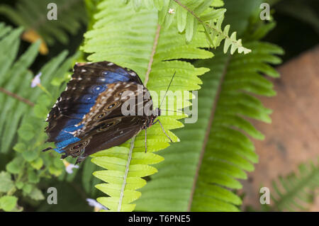 Blue Morpho, Morpho granadensis sitting on a leaf. Stock Photo