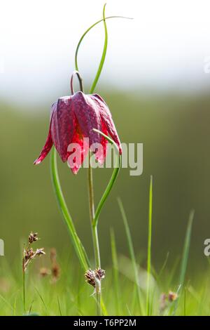 Snake's head fritillary, Checkered daffodil, Chess flower (Fritillaria meleagris on) in a meadow Stock Photo
