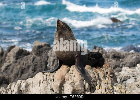 New Zealand Fur Seal (Arctocephalus forsteri) sits on some rocks at Red Rocks, Wellington, North Island, New Zealand Stock Photo