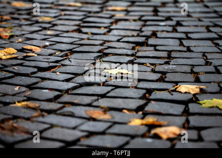 autumn leaves on the pavement Stock Photo