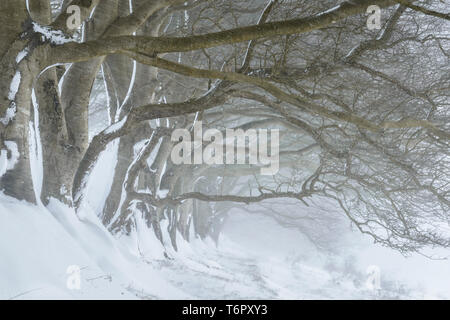 A row of Beech trees covered in snow during a blizzard at Draycott Sleights Nature Reserve, Somerset. Stock Photo