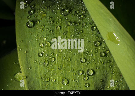 Water droplets on a green leaf isolated Stock Photo