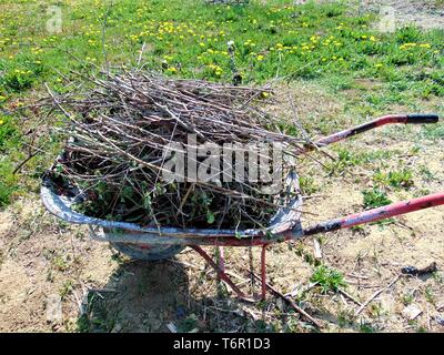 wheelbarrow in a garden full of brambles and weeds Stock Photo