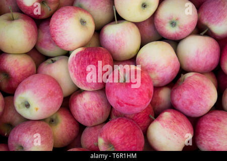 Closeup of many lower grade red apples on shelf display stand for sale in select local grocery store for background. Imperfect line of fruits and vege Stock Photo