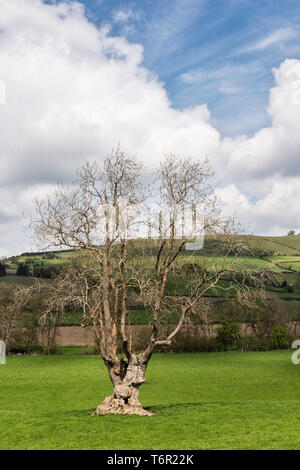 An ancient Common Ash tree (fraxinus excelsior) on the Welsh borders, UK. Ash trees are currently at risk of extinction from ash dieback disease Stock Photo