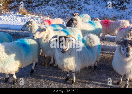 Feeding sheep during the winter season, isle of Lewis, Western Isles, Outer Hebrides, Scotland, United Kingdom Stock Photo