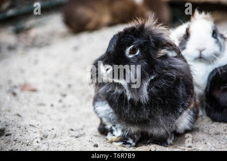 Brown rabbit with long ears Stock Photo