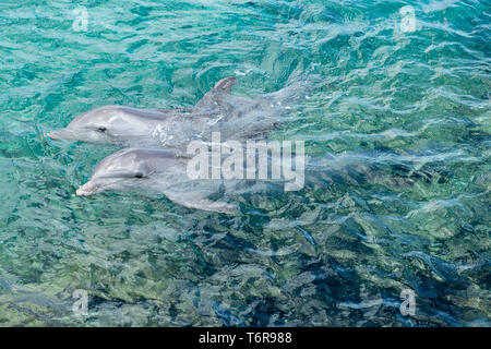 Bottlenosed dolphins, Curacao Sea Aquarium, Curaçao Stock Photo