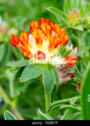 Spring flowers of the downy leaved perennial alpine red kidney vetch, Anthyllis vulneraria var. coccinea Stock Photo