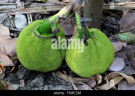 bunch of green jack fruit with tree on ground. High resolution image gallery. Stock Photo