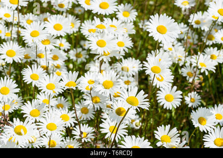 Corn chamomile blossom.  Mayweed bloom. White blooming flowers in natural environment. Scentless chamomile flower. Anthemis arvensis, Asteraceae famil Stock Photo