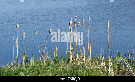 Typha. Dried cattails in natural environment. Reeds and blue lake background. Stock Photo