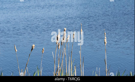 Typha. Dried cattails in natural environment. Reeds and blue lake background. Stock Photo