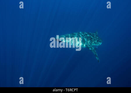 Whale shark ( Rhincodon typus ), Honda Bay, Puerto Princesa, Palawan, the Philippines. Stock Photo