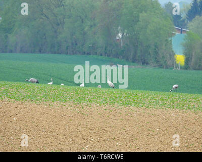 a group of cranes looking for food on a ploughed field Stock Photo