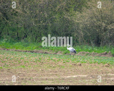 a group of cranes looking for food on a ploughed field Stock Photo