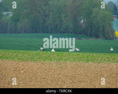 a group of cranes looking for food on a ploughed field Stock Photo