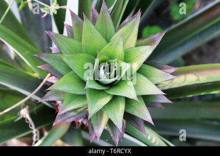 Young pineapple shoot on a bush in red and green leaves, Pineapple growing on a bush. Tropical fruit in the garden. Pineapple in the field in the plac Stock Photo