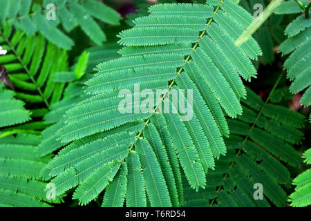 Climbing wattle (Senegalia pennata) or Acacia pennata aromatic plants on green leaves background, Cha-om for cooking thai food. High resolution image  Stock Photo