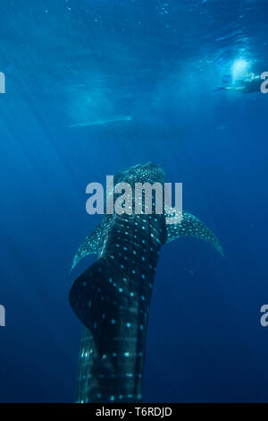 Whale shark ( Rhincodon typus ) approaching a banca boat and snorkeller in Honda Bay, Puerto Princesa, Palawan, the Philippines. Stock Photo