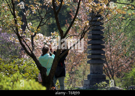 Cherry blossom season in japanese park. People take pictures of flowers on sakura trees, Hanami in Japan Stock Photo