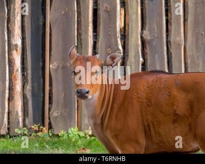 Beautiful red orange cow with gorgeous eyes Stock Photo