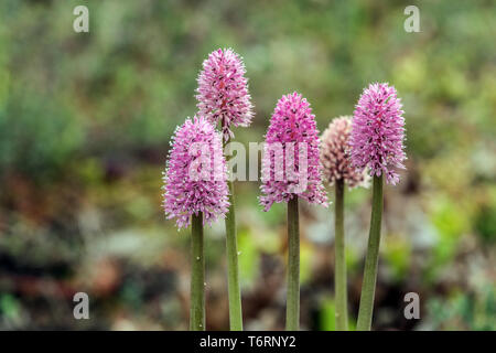 Swamp Pink, Helonias bullata, plant suitable for wet habitats - swamps and wetlands Peat bog flowers Stock Photo