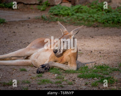 Portrait Kangaroo in meditation or relaxation in Australia Stock Photo