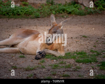 Portrait Kangaroo in meditation or relaxation in Australia Stock Photo