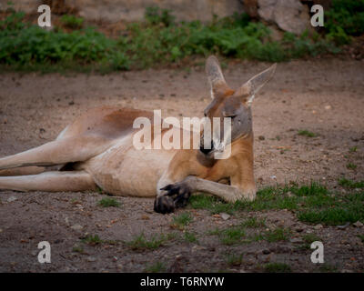 Portrait Kangaroo in meditation or relaxation in Australia Stock Photo