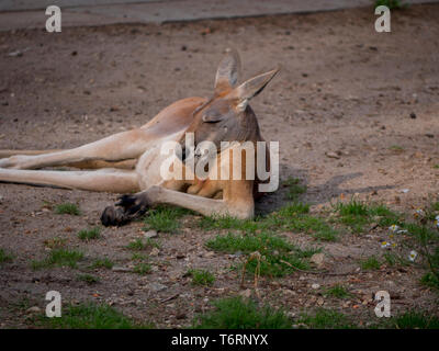 Portrait Kangaroo in meditation or relaxation in Australia Stock Photo