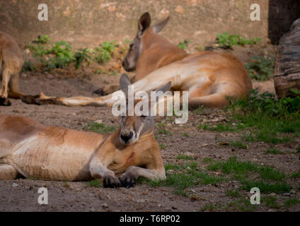 Portrait Kangaroo in meditation or relaxation in Australia Stock Photo