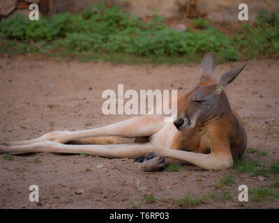 Portrait Kangaroo in meditation or relaxation in Australia Stock Photo