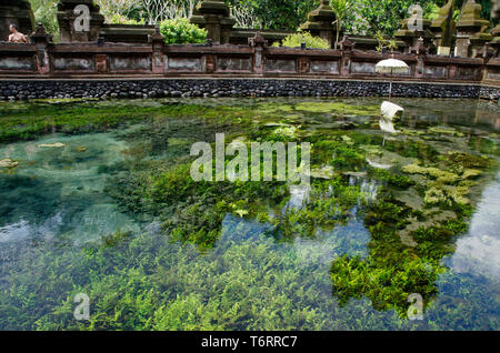 The Holy Spring Pool at Pura Tirta Empul with weeds, Ubud, Bali, Indonesia Stock Photo