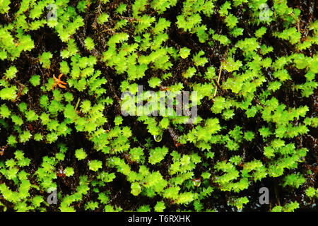 Pattern of a green forest plant in the morning with a dew drop on it Stock Photo