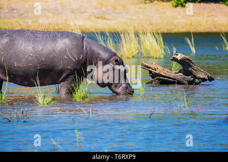 Close hippopotamus Stock Photo