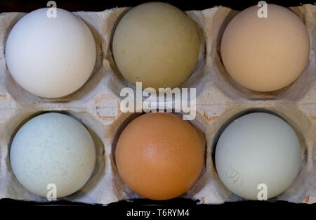 Variety of eggs of different colours in a cardboard egg box, photographed from above. Stock Photo