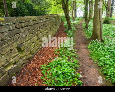 Path through wild garlic plants by a stone wall in Jacob Smith Park in Spring Knaresborough North Yorkshire England Stock Photo