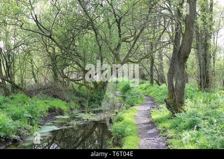 Woodland and Stream in RSPB Leighton Moss Nature Reserve, Silverdale, Lancashire, UK Stock Photo