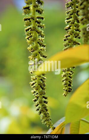 Catkins hanging from a walnut tree in spring in an allotment in Nijmegen the Netherlands. The start of a new cycle Stock Photo