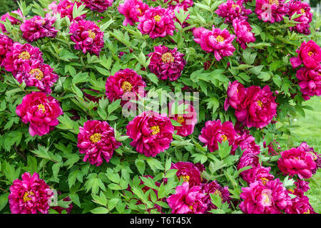 Chinese Tree Peony, Paeonia x suffruticosa Hong Xia Zheng