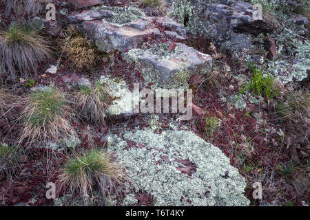 Colorful close up view of layers of red rock covered by white moss, green spring grass, dry grass and red flowers Stock Photo