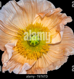 Floral fine art still life detailed color macro of a single isolated wide opened bright orange iceland poppy blossom isolated on black background Stock Photo