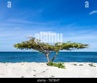 The famous Divi Divi tree is Aruba's natural compass Stock Photo