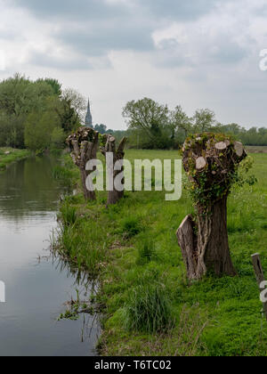Salisbury Cathedral view from Britford with pollarded Willows in the foreground. Stock Photo