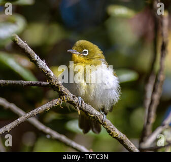 Bird on a branch; Ceylon white eye; Endemic bird; Sri Lanka Stock Photo