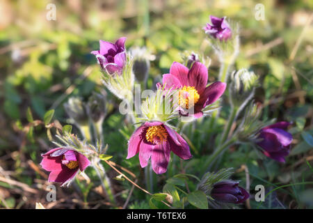 Pulsatilla pratensis. Burgundy Flower bud close-up. Eastern pasqueflower Stock Photo